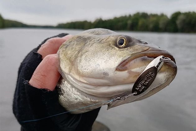 «Прорубает путь к рыбе»: почему блесны Acme спасают любую рыбалку «Прорубает путь к рыбе»: почему блесны Acme спасают любую рыбалку