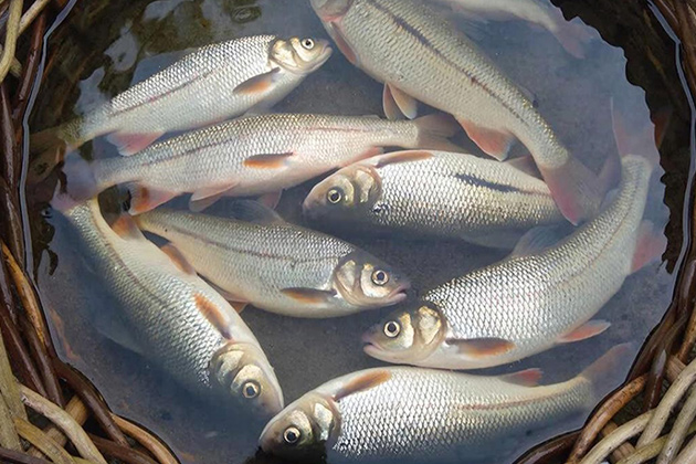 Как сделать рыбалку ранней весной с берега успешной