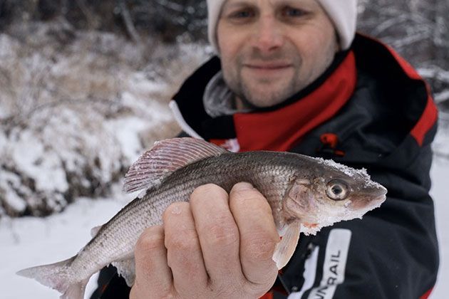 На что клюет хариус зимой | Полезная информация о рыбалке